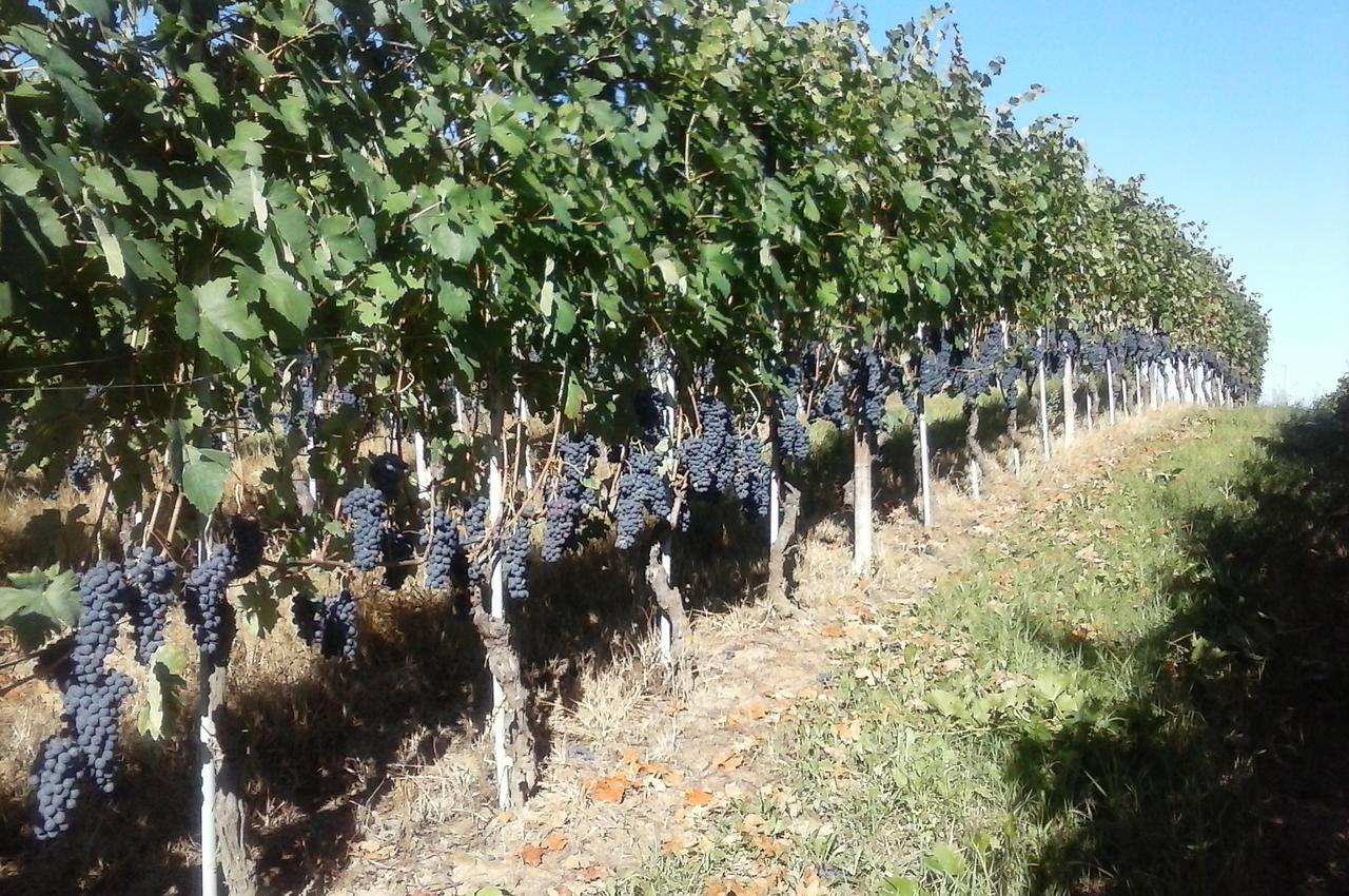 Tenuta Calabiana Diano dʼAlba Exterior foto